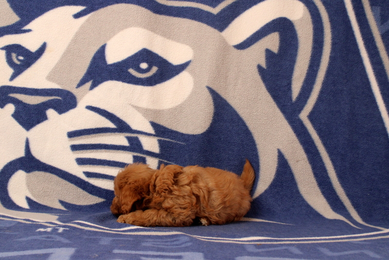 puppy, for, sale, Mini Goldendoodle F2B, Matthew B. Stoltzfus, dog, breeder, Gap, PA, dog-breeder, puppy-for-sale, forsale, nearby, find, puppyfind, locator, puppylocator, aca